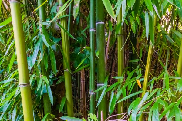 Bamboo Trimming in Grand Blanc