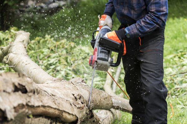 Branch Removal Service in Grand Blanc