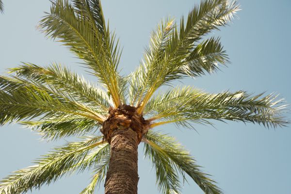 Palm Tree Pruning in Grand Blanc