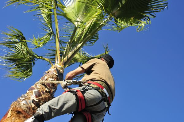 Palm Tree Trimming in Grand Blanc
