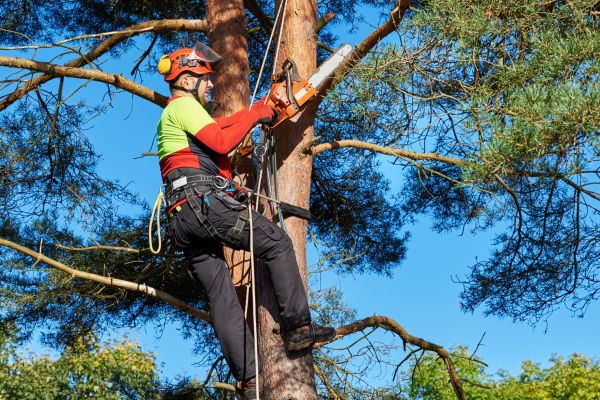 Tree Service in Grand Blanc