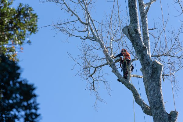 Tree Topping Service in Grand Blanc