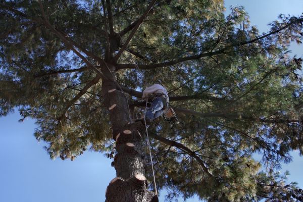 Trimming Service in Grand Blanc