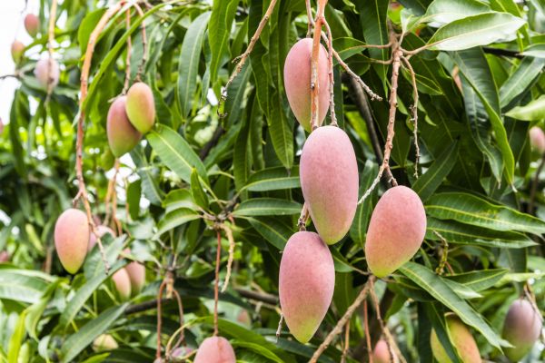 Mango Tree Trimming in Grand Blanc