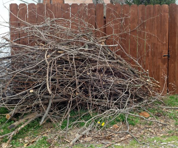 Dead Branch Removal in Grand Blanc