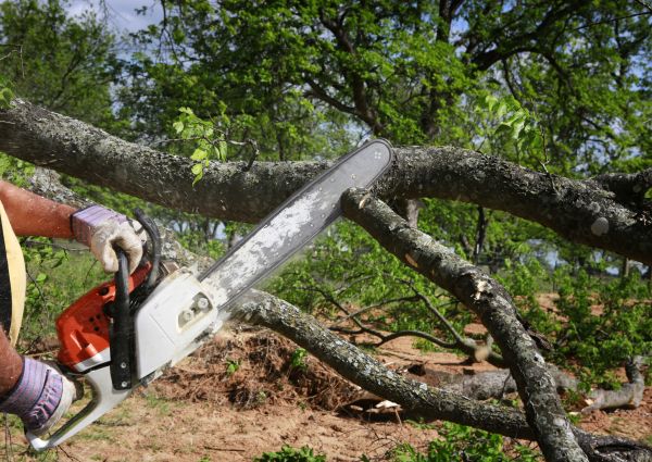 Tree Branch Cutting in Grand Blanc