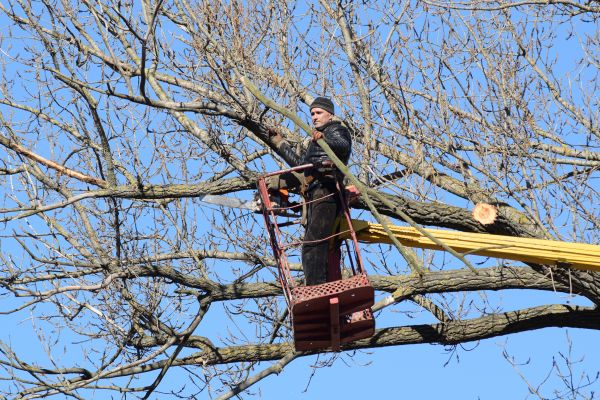 Emergency Tree Trimming in Grand Blanc
