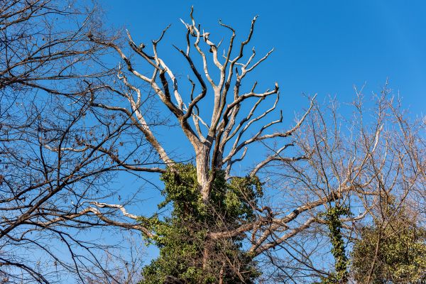 Deadwood Removal in Grand Blanc
