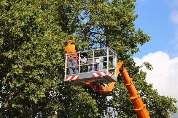 Commercial Tree Service in Grand Blanc