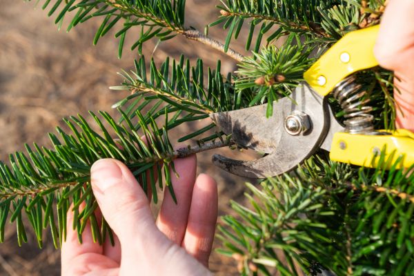 Pine Tree Pruning in Grand Blanc