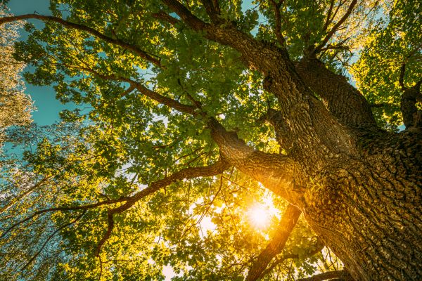 Oak Tree Pruning in Grand Blanc
