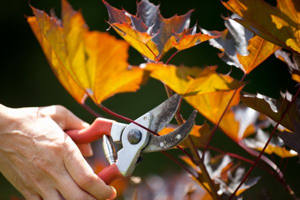 Maple Tree Pruning in Grand Blanc