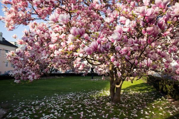 Magnolia Tree Pruning in Grand Blanc