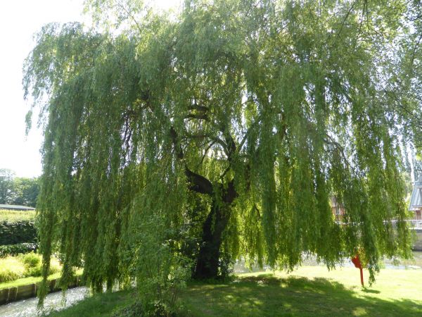 Willow Tree Trimming in Grand Blanc