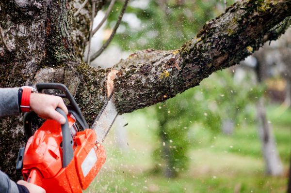Tree Limbs Removal in Grand Blanc