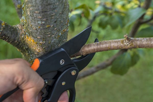 Tree Limb Cutting in Grand Blanc