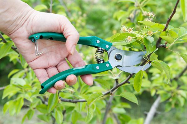 Pear Tree Pruning in Grand Blanc