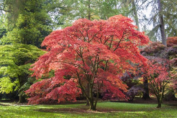 Japanese Maple Pruning in Grand Blanc