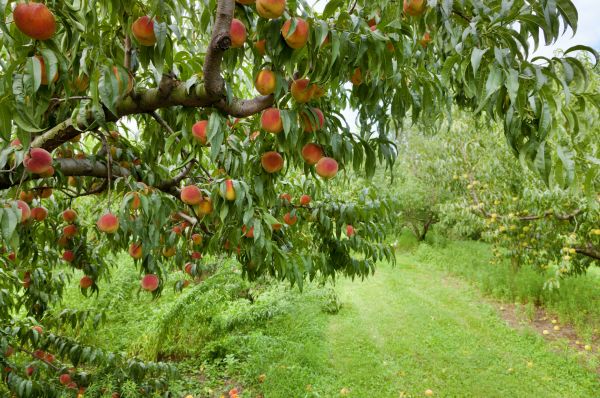 Peach Tree Pruning in Grand Blanc