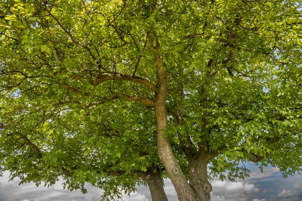 Walnut Tree Trimming in Grand Blanc