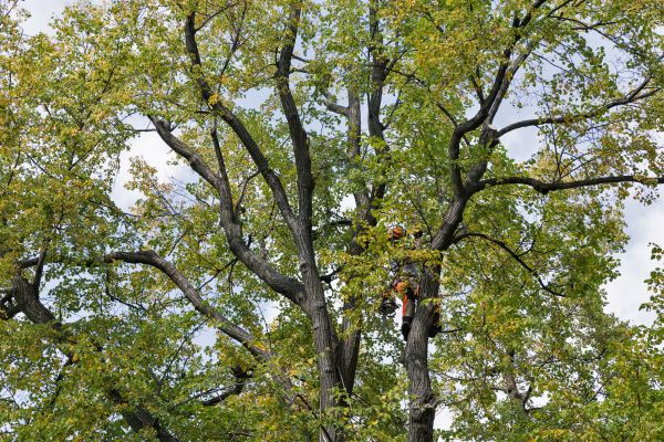 Tree Crown Shaping in Grand Blanc