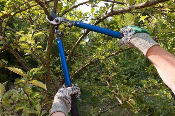 Residential Tree Pruning in Grand Blanc