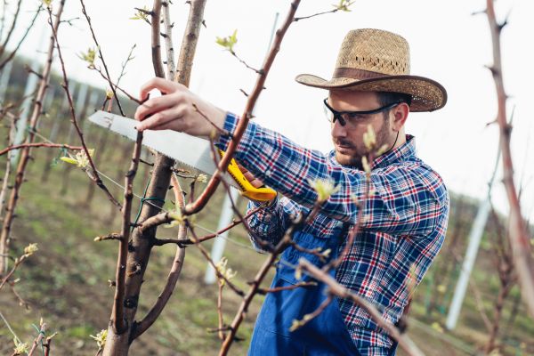 Orchard Tree Pruning in Grand Blanc