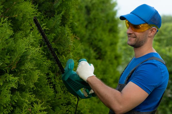 Tree Shaping Service in Grand Blanc
