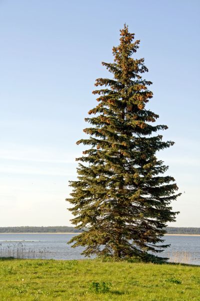 Spruce Tree Pruning in Grand Blanc