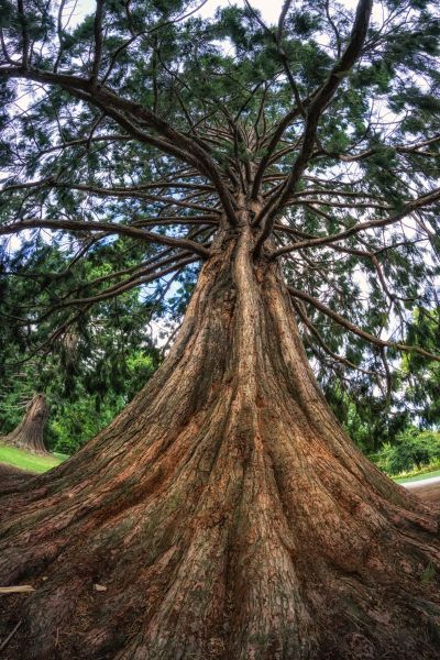 Cedar Tree Pruning in Grand Blanc