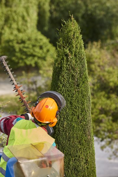 Cypress Tree Trimming in Grand Blanc