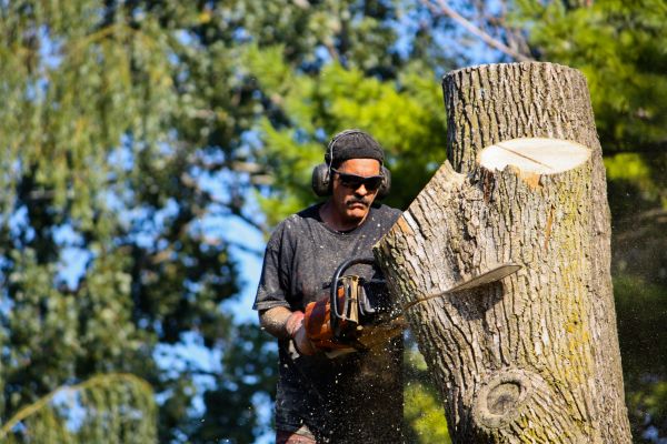 Ash Tree Pruning in Grand Blanc