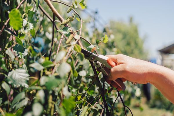 Birch Tree Pruning in Grand Blanc