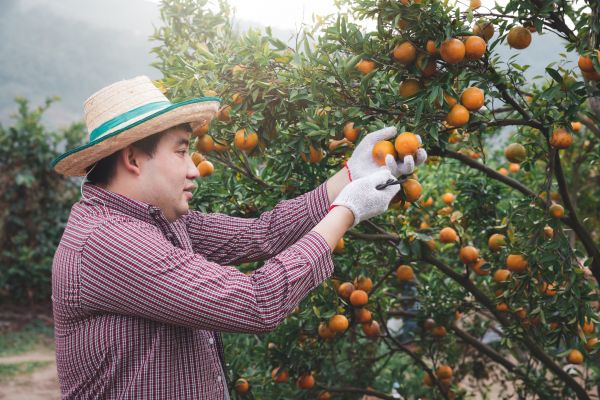 Orange Tree Pruning in Grand Blanc