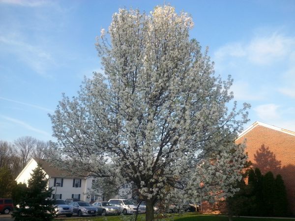 Bradford Pear Tree Pruning in Grand Blanc