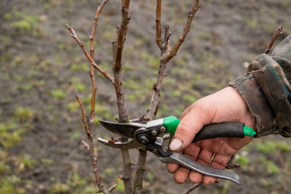Pear Trees Pruning in Grand Blanc