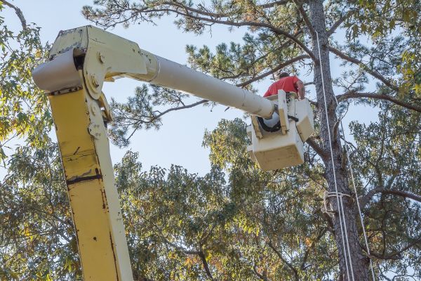 Limbs Trimming in Grand Blanc
