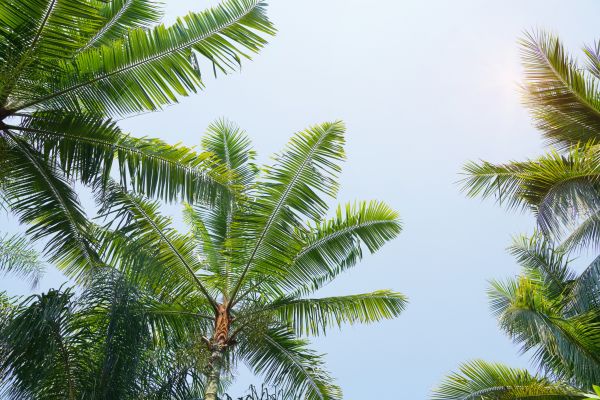 Queen Palm Tree Trimming in Grand Blanc