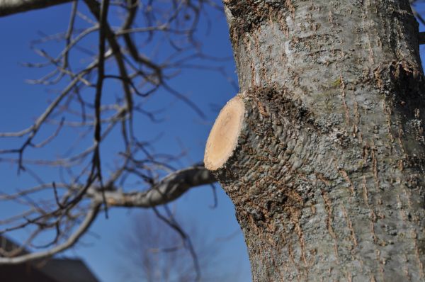 Limb Pruning in Grand Blanc
