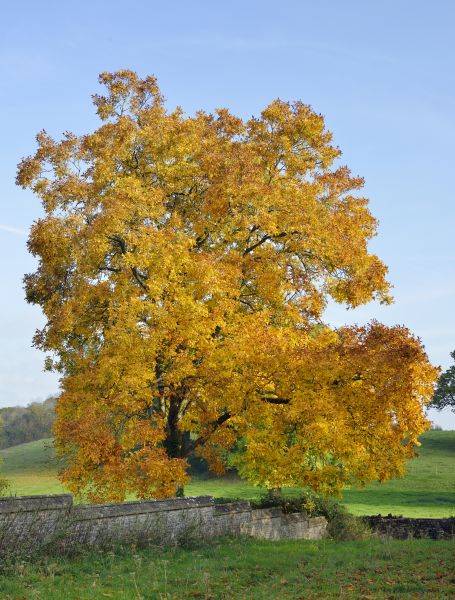 Hickory Tree Trimming in Grand Blanc