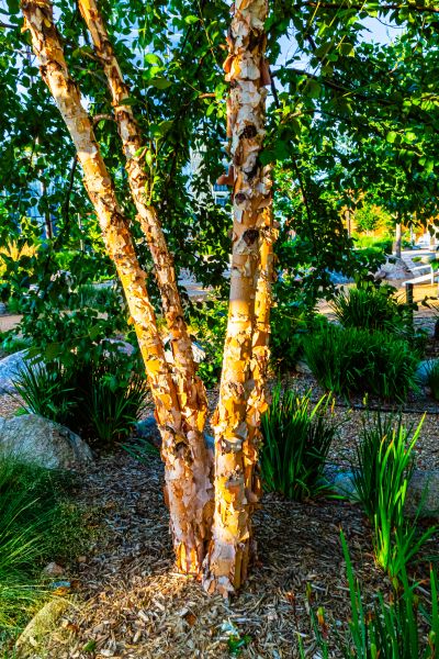 River Birch Trimming in Grand Blanc