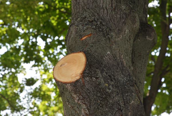 Limb Cutting in Grand Blanc