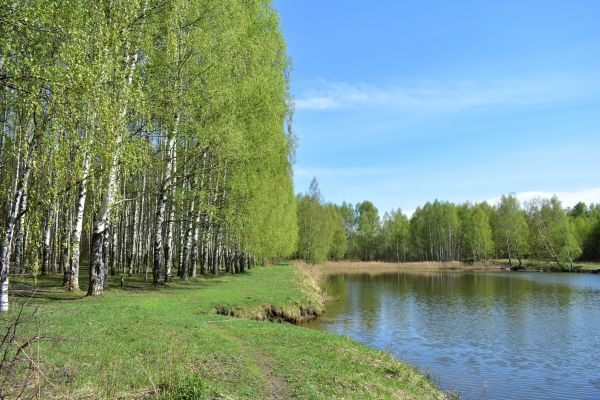 River Birch Pruning in Grand Blanc