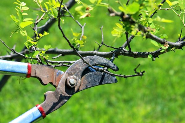 Branches Pruning in Grand Blanc