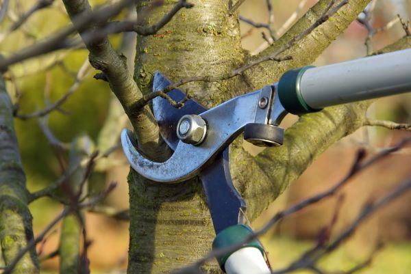 Tree Limb Trimming Service in Grand Blanc