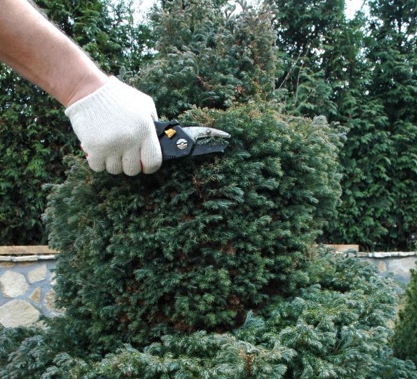 Ornamental Tree Trimming in Grand Blanc