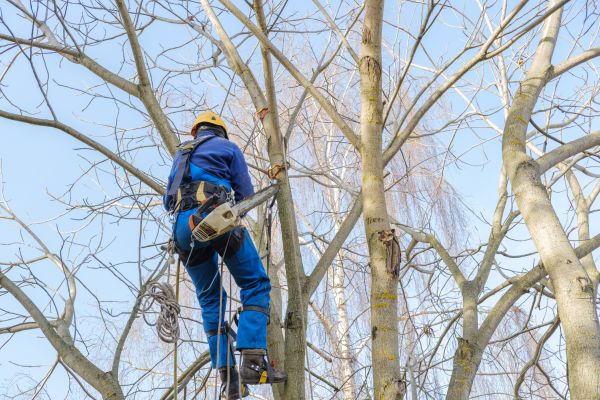 Large Tree Trimming in Grand Blanc