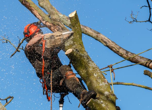 Tree Trimming Service in Grand Blanc
