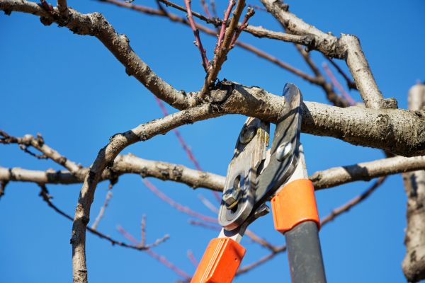 Tree Pruning in Grand Blanc