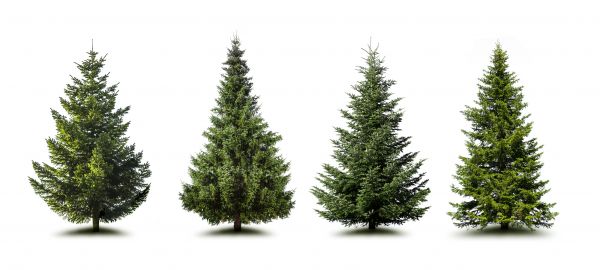 Cost of Pine Tree Trimming in Grand Blanc